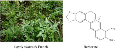 A Natural <mark class="highlighted">Isoquinoline</mark> Alkaloid With Antitumor Activity: Studies of the Biological Activities of Berberine